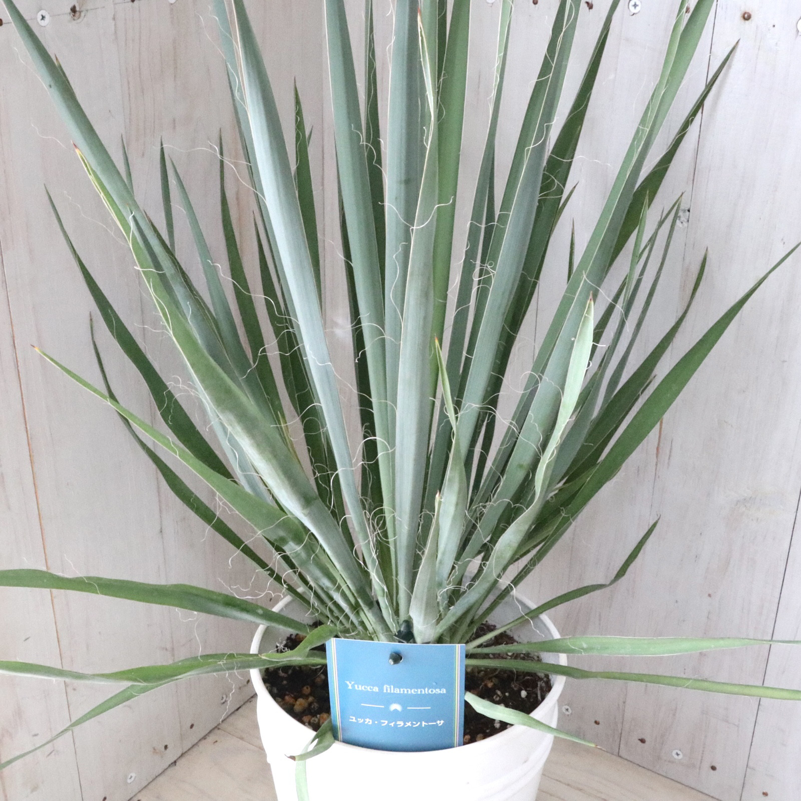 5月入荷 500粒+ ユッカ リギダ 種 種子 証明書あり SRL . RECT-S