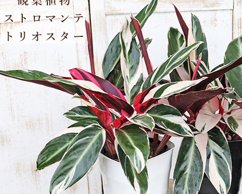 観葉植物 ストロマンテ トリオスター 5号 H45cm ウラベンショウ 赤い葉