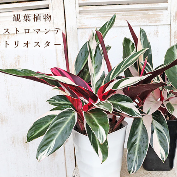 観葉植物 ストロマンテ トリオスター 5号 H45cm ウラベンショウ 赤い葉
