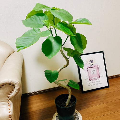 ［現品］フィカス　ウンベラータ　観葉植物　室内　おしゃれ　マーブルポット　可愛い 楽天市場】【5日はP5倍！】【SSクーポンあり】フィカス