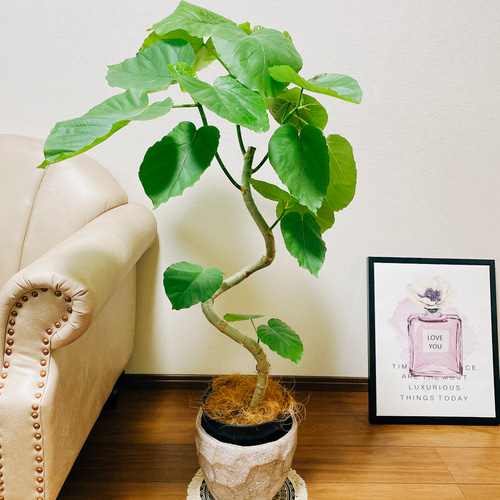 フィカス ウンベラータ ゴムの木 観葉植物 陶器鉢 おしゃれ 美品 限定 楽天市場】観葉植物 フィカス・ウンベラータ7号角高陶器鉢|高さ