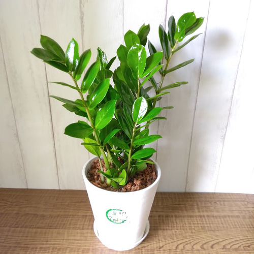 金銭樹 ザミオクルカス【ザミーフォリア】 高級セラアート鉢 樹