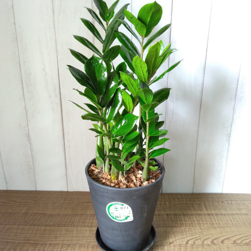 金銭樹 ザミオクルカス【ザミーフォリア】 高級セラアート鉢 樹形綺麗