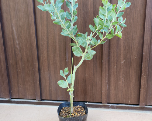 ちびたんさん専用パールアカシア　ルートプラスポットへの植栽オーダー品/ 493 ちびたんさん専用パールアカシア ルートプラスポットへの植栽