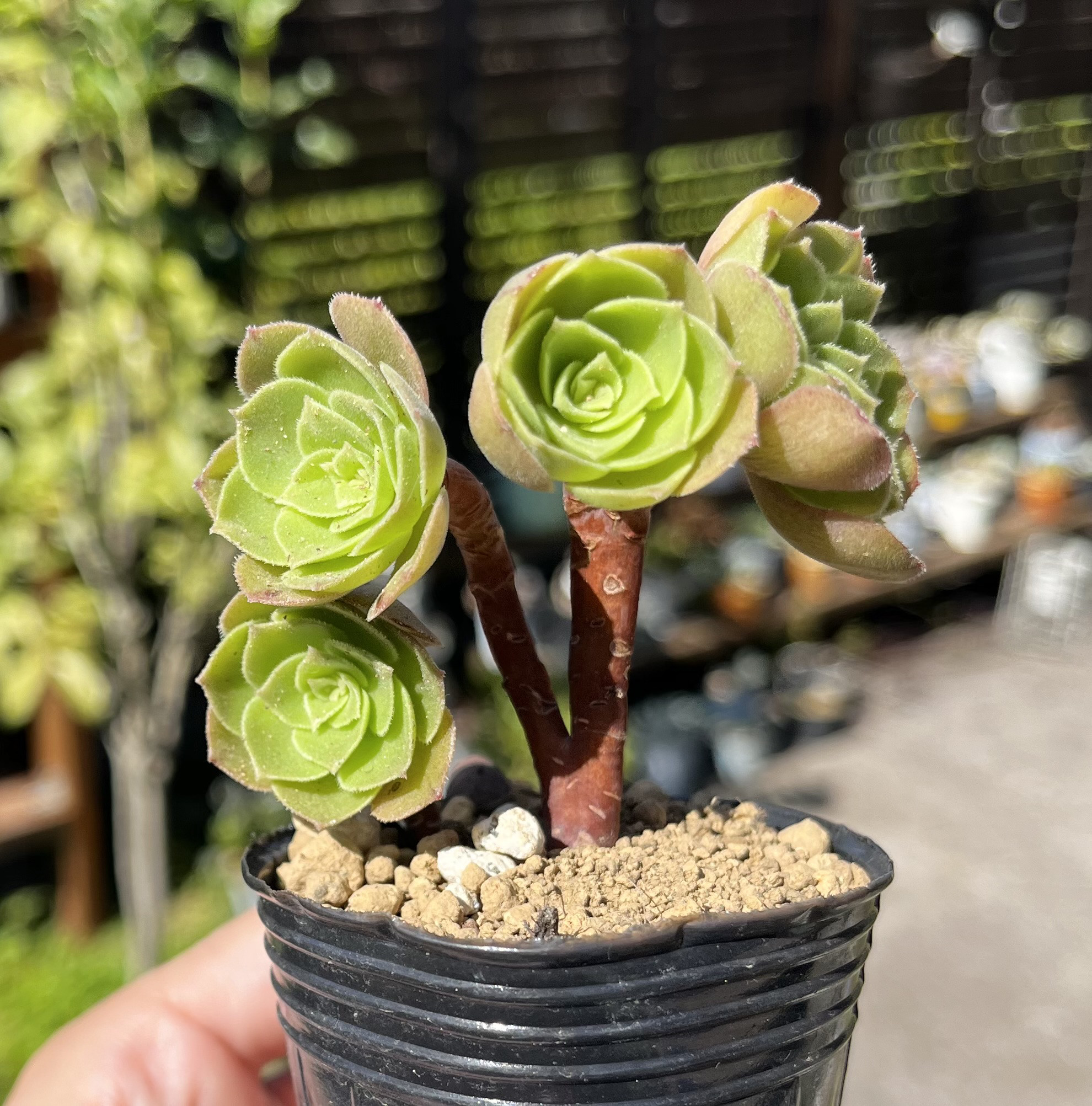 多肉植物 アエオニウム ❤️小葉香炉皿法師缀化❤️23cm!拔き苗！3年生