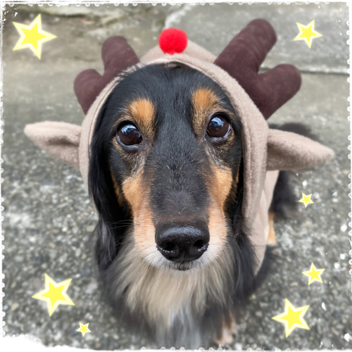 犬服ハンドメイド♡オーダー受付中♡トナカイ柄 犬服ハンドメイド♡オーダー受付中♡トナカイ柄