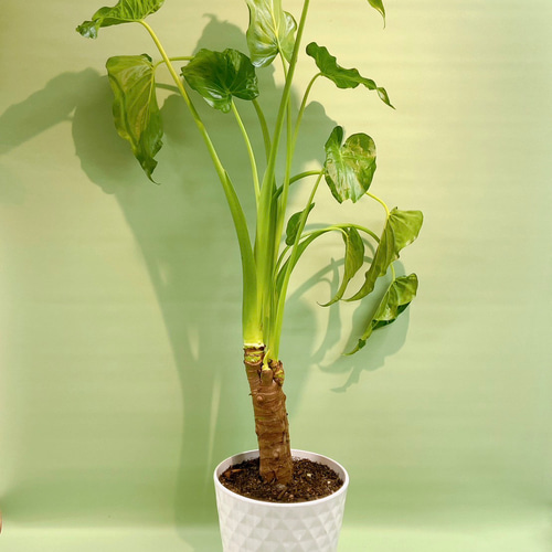 クワズイモ♪観葉植物 インテリアグリーン イモ科 新築祝い 開店祝い