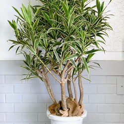 パンダガジュマル♪【送料無料！】花柄白鉢 観葉植物 癒し グリーン