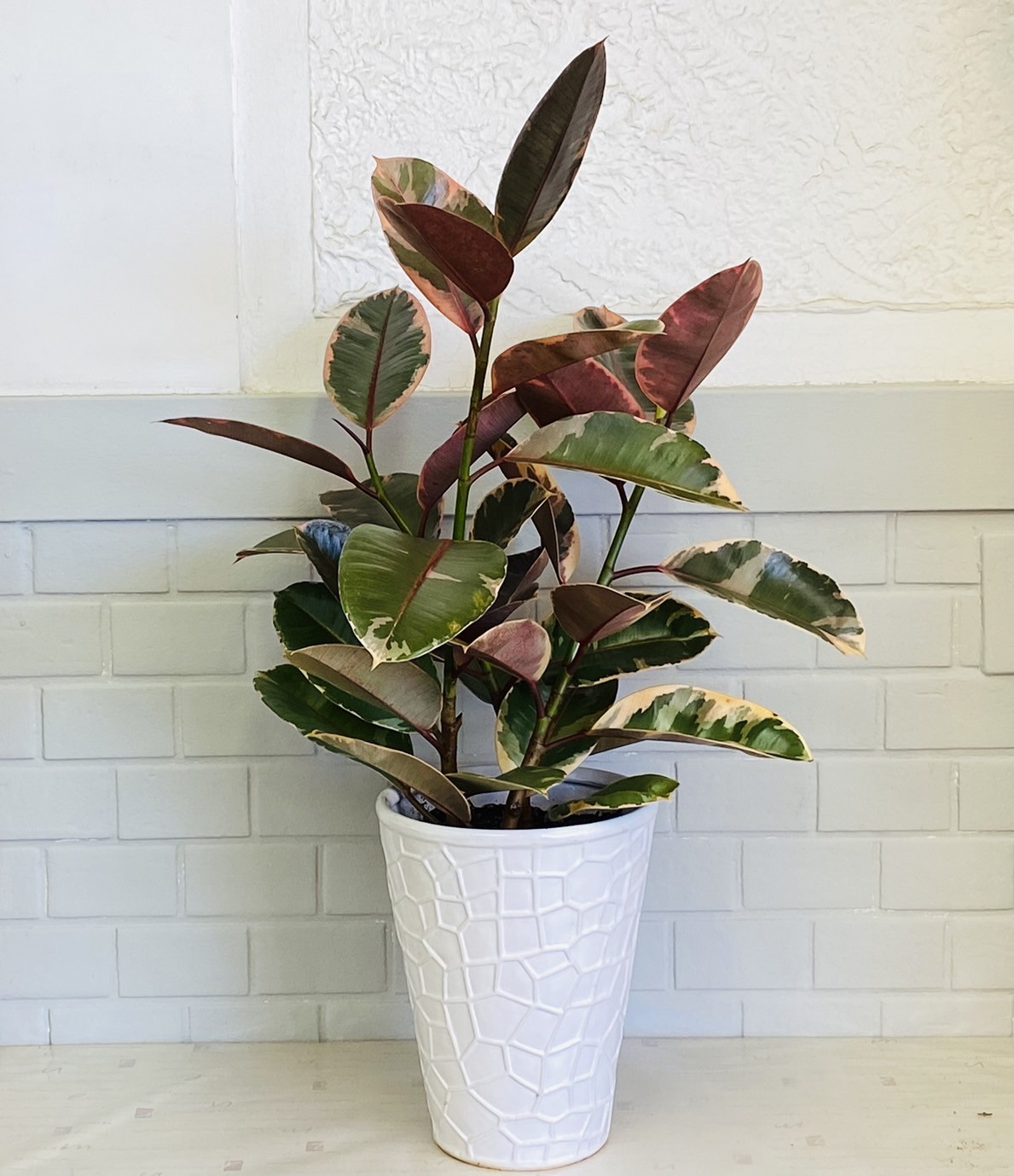 【発色かなり良い♥】フィカス ルビー ゴムの木 206a9bd6e8895bbdd802a3a859d22c