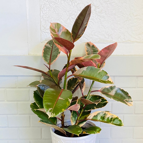 フィカス・ルビー♪ゴムの木 インテリアグリーン 観葉植物 丈夫