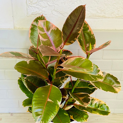 フィカス・ルビー♪ゴムの木 インテリアグリーン 観葉植物 丈夫