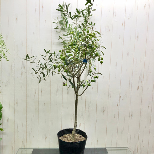 大量実付き！ オリーブの木 シプレッーシーノ（チプレッシーノ