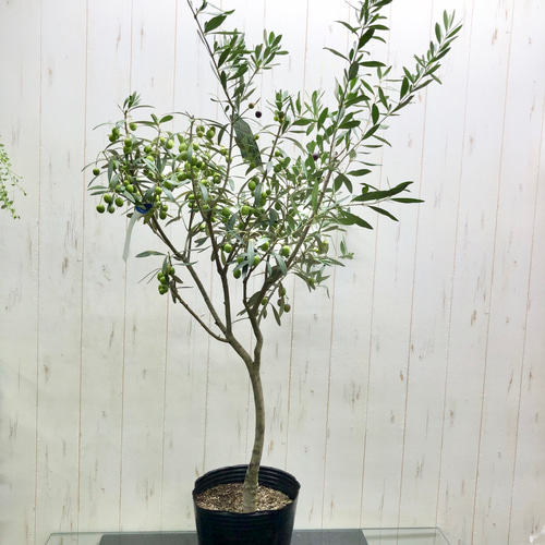 SOUJU】オリーブ オリーブの木 美樹形 シプレッシーノ 幹太 極太 ②