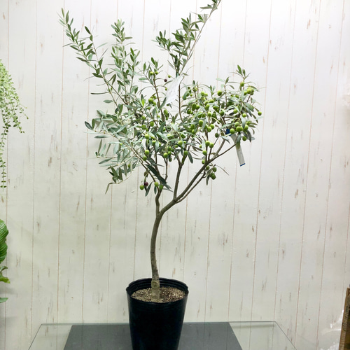 オリーブの木 シプレシーノ 8号 約130cm NO.455 人気品種 一点物