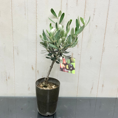 1 オリーブの木　ミッション オリーブの木 ミッション 6号鉢苗 鉢底から90cm程度 直立型 シンボル