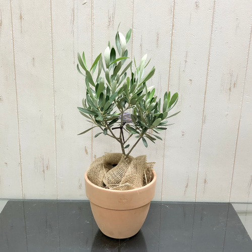オリーブの木 ミッション souju 3号 1 その他インテリア雑貨 PLANTS