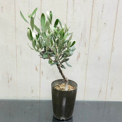 オリーブの木 ミッション souju 3号 1 その他インテリア雑貨 PLANTS