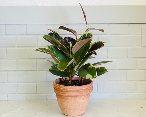 観葉植物 インテリア フィカス ルビー 108cm