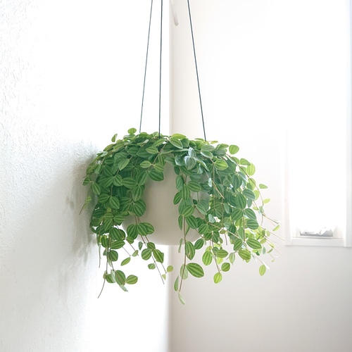 ○新作○ 厳選大きめ ”ペペロミア・アングラータ ハンギング鉢