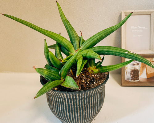 aaec15c26471e27a74e7375880247a