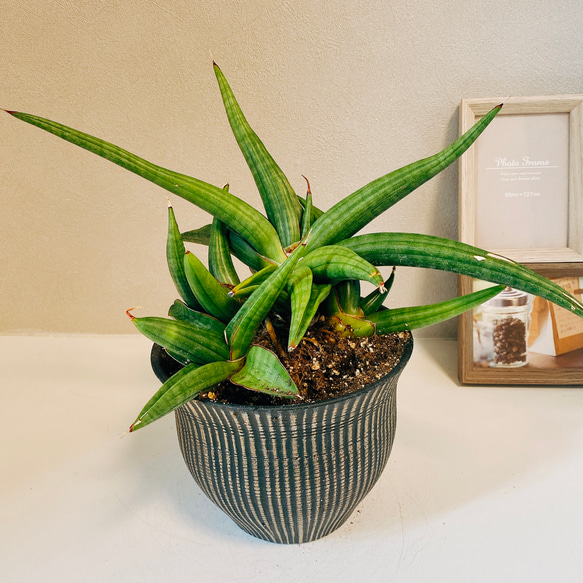 現品　サンスベリア　バイビット　希少　レア　ドライガーデン　インテリアグリーン 現品 サンスベリア バイビット 希少 レア ドライガーデン インテリア