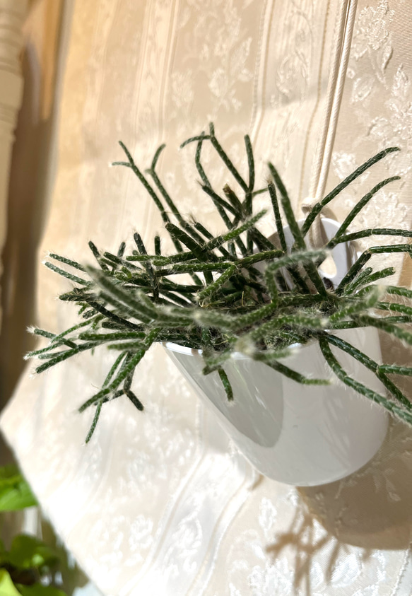 リプサリス　ピロカルパ　ハンギング　吊り鉢　おしゃれ　観葉植物　インテリア　プレゼント 2枚目の画像
