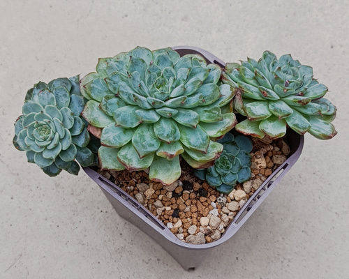 多肉植物 ブルーミニマ錦 ☆がーべらさま専用☆ 2025年最新】ブルー