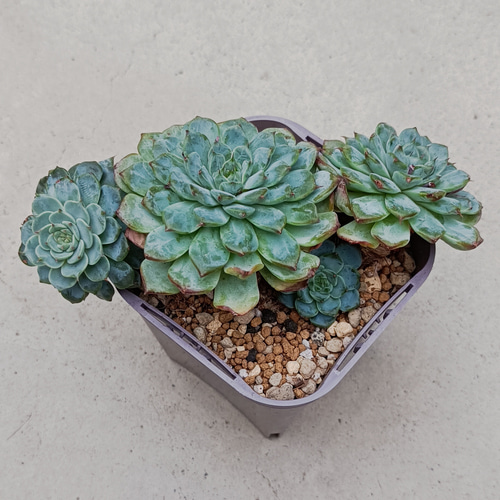 ブルーミニマ 多肉植物 多肉植物 多肉✩モンスター 通販 16663720