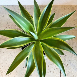 アガベベネズエラ みーこ様 確認 用 アガベベネズエラ みーこ様 確認 用