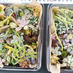 サボテンコレクション・テフロカクタス・ゲオメトリクスinわけけのお店