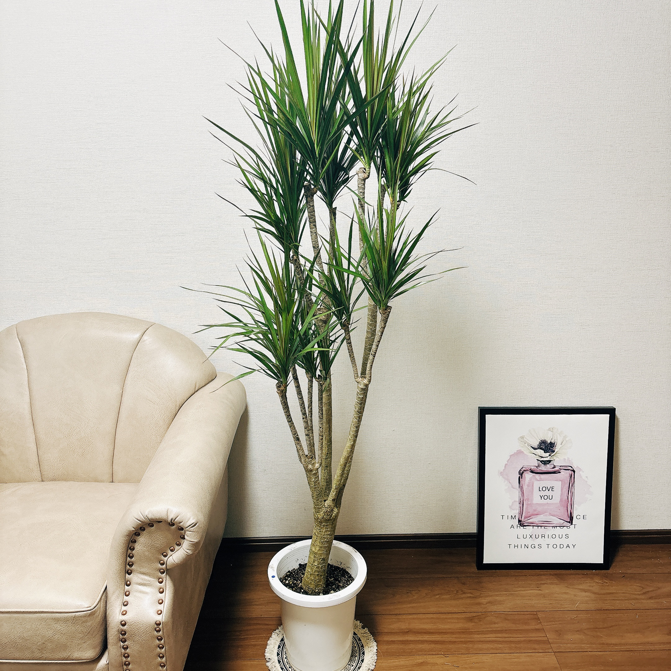 ［現品］17番　ドラセナコンシンネ　マジェンタ　観葉植物　室内　8号　かっこいい 現品］17番 ドラセナコンシンネ マジェンタ 観葉植物 室内 8号