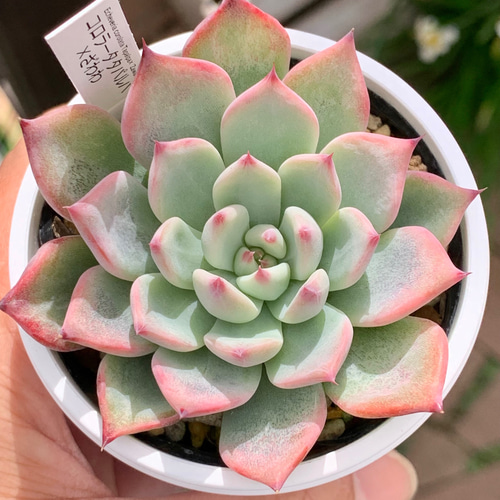 人気レア品種！☆コロラータタパルパ×ざわわ 多肉植物 自家栽培 国産