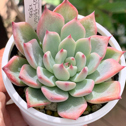 ぼのぼのさん多肉　コロラータタパルパ×(ザラ×チワ) 札付き・抜き苗 ぼのぼのさん多肉 コロラータタパルパ×(ザラ×チワ) 札付き・抜き苗 人気