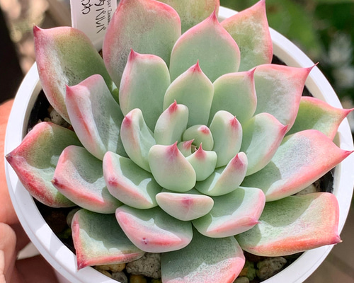 740ffa67f3e2e2b1e361a916822823