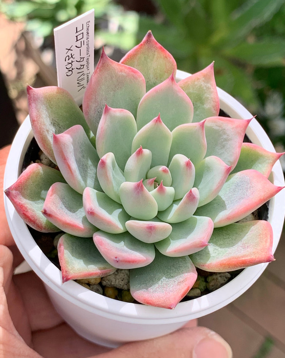 人気レア品種！☆コロラータタパルパ×ざわわ 多肉植物 自家栽培 国産