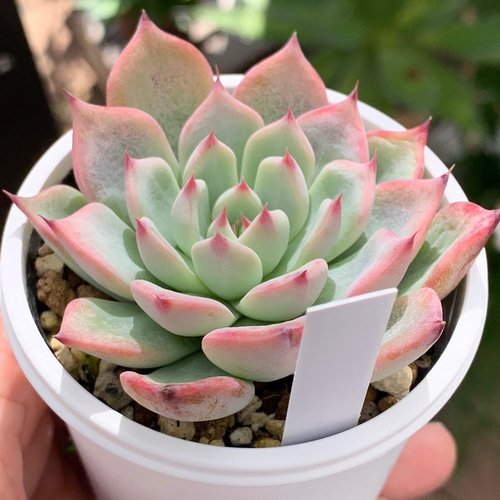 人気レア品種！☆コロラータタパルパ×ざわわ 多肉植物 自家栽培 国産