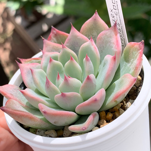 人気レア品種!☆コロラータタパルパ×ざわわ 多肉植物 自家栽培 人気レア品種!☆コロラータタパルパ×ざわわ 多肉植物 自家栽培