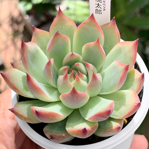 ル*ン様 エケベリア 15種類まとめ売り 多肉 桃太郎 ジェコラ