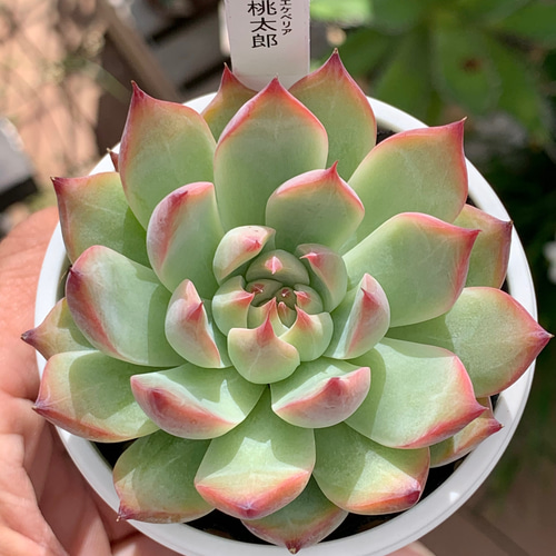 人気品種！☆桃太郎 多肉植物 自家栽培 国産 多肉植物 美✴︎taniku