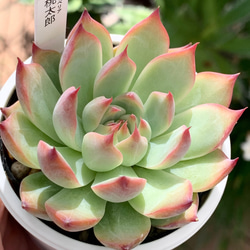 人気品種！☆桃太郎 多肉植物 自家栽培 国産 多肉植物 美✴︎taniku