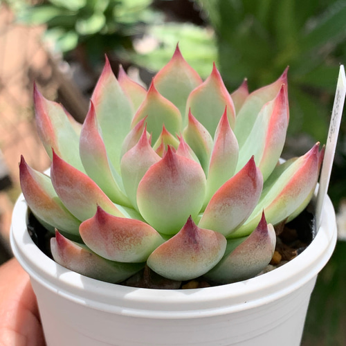 人気品種！☆桃太郎 多肉植物 自家栽培 国産 多肉植物 美✴︎taniku