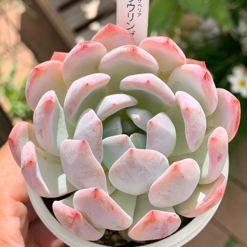 人気品種！☆ラウリンゼ 多肉植物 自家栽培 国産 多肉植物 美