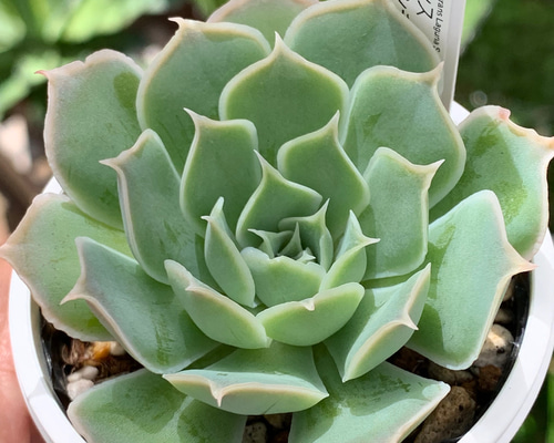 多肉植物実生苗 メキシコポルデンシス×シムランスラグナサンチェス