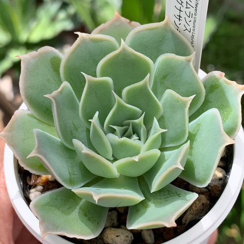 人気原種！☆シムランスラグナサンチェス 実生 多肉植物