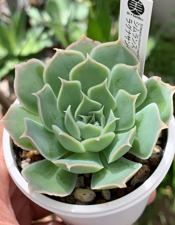 人気原種!☆シムランスラグナサンチェス 実生 多肉植物 人気原種!☆シムランスラグナサンチェス 実生 多肉植物