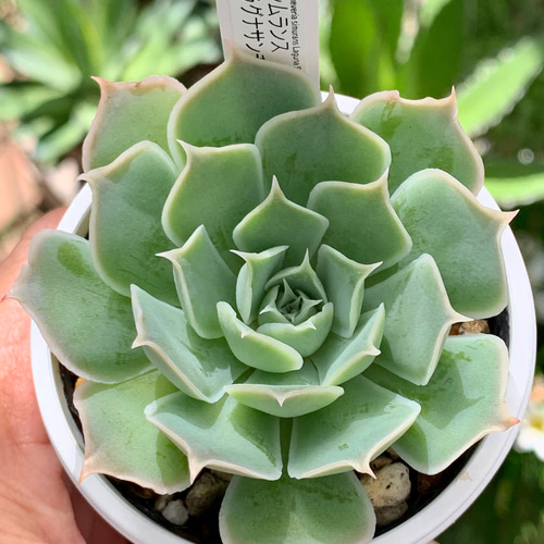 【優木園苗@1980】ダークパメラ×シムランスラグナサンチェス 現物商品】ECHEVERIA simulans,Laguna Sanchez 原種 実生苗 | 多肉植物