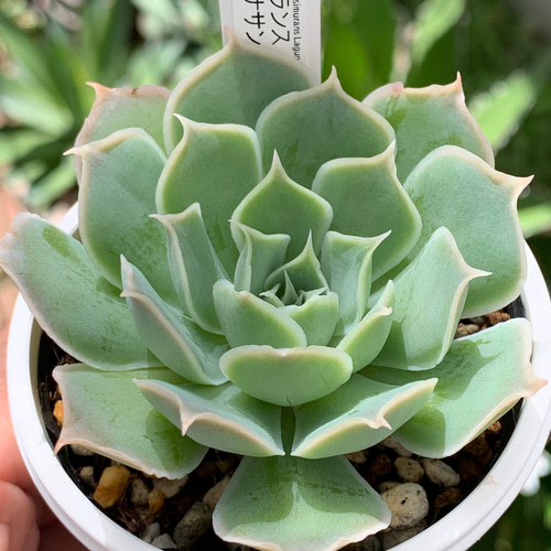 人気原種！☆シムランスラグナサンチェス 実生 多肉植物 ケーレス実生