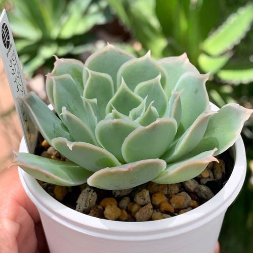 多肉植物実生苗　メキシコポルデンシス×シムランスラグナサンチェス 抜き苗 エケベリア実生 メキシコポルデンシス×シムランスラグナサンチェス