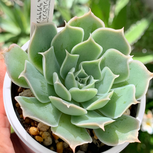 6多肉植物✨抜き苗☘️シムランスラグナサンチェス×チワワエンシス　ジェコラ交配実生 6多肉植物✨抜き苗☘️シムランスラグナサンチェス×チワワエンシス