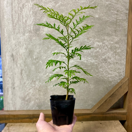 オージープランツ グレビレア ロブスタ アートフラワー plant life